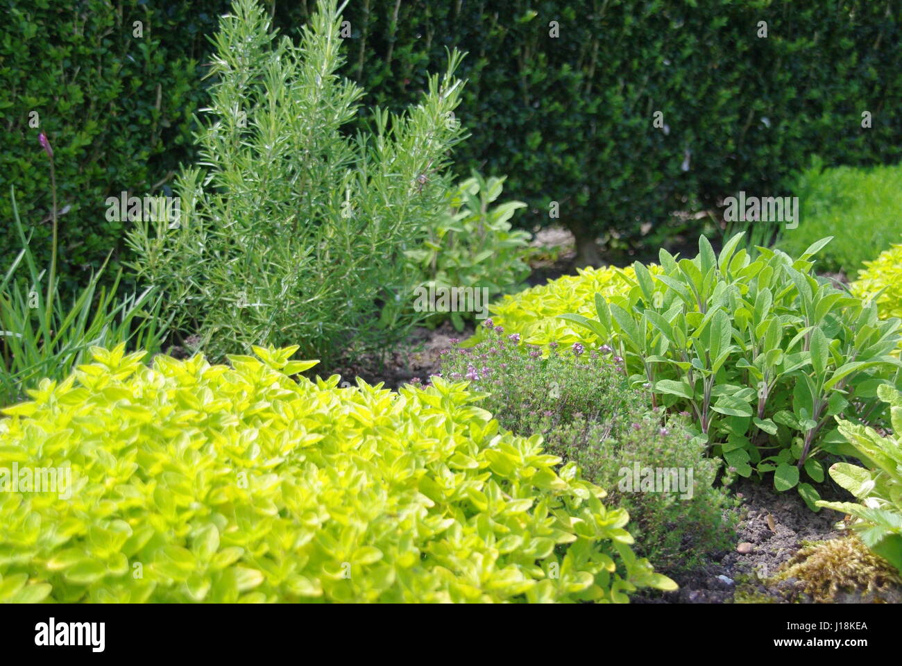 Rosemary hedge garden Fotos und Bildmaterial in hoher Auflösung Alamy