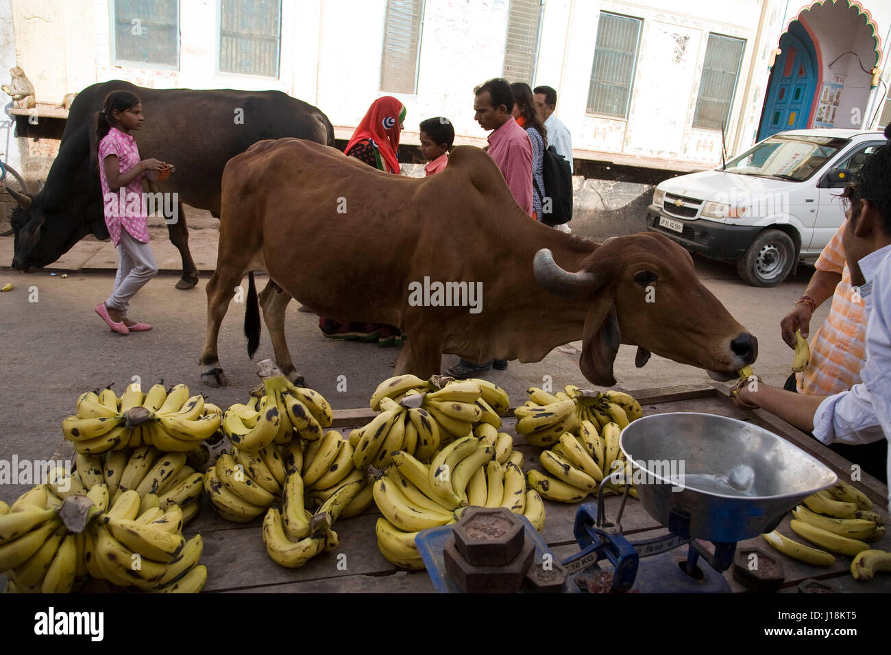 Kuh essen Bananen, Mathura, Uttar Pradesh, Indien, Asien Stockfoto