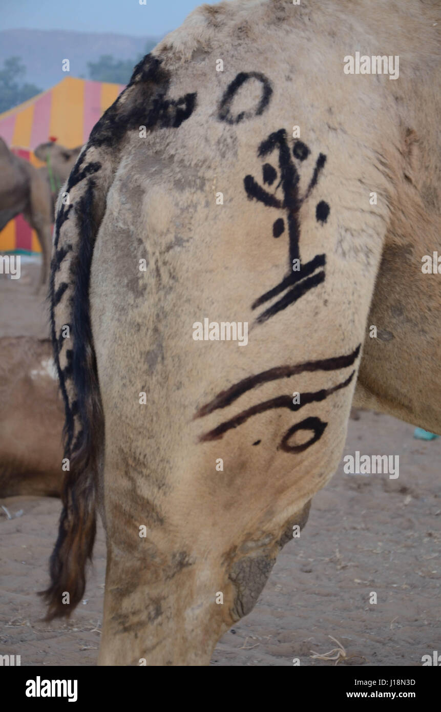 Kamel bemalt, Pushkar, Rajasthan, Indien, Asien Stockfoto