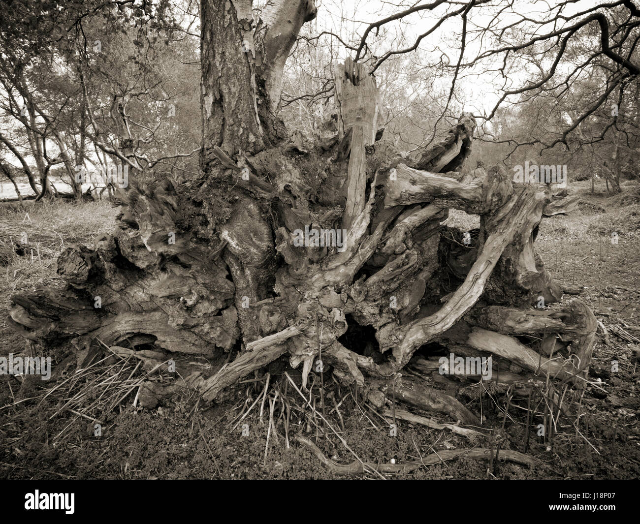 Toter Baumwurzeln im alten Wald ausgesetzt Stockfoto