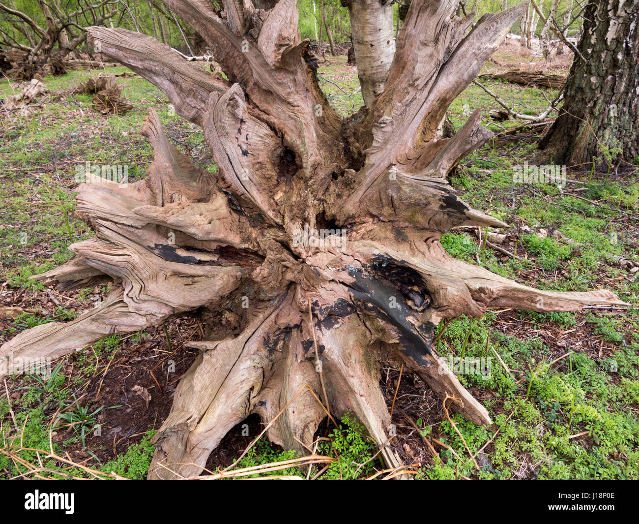 Toter Baumwurzeln im alten Wald ausgesetzt Stockfoto