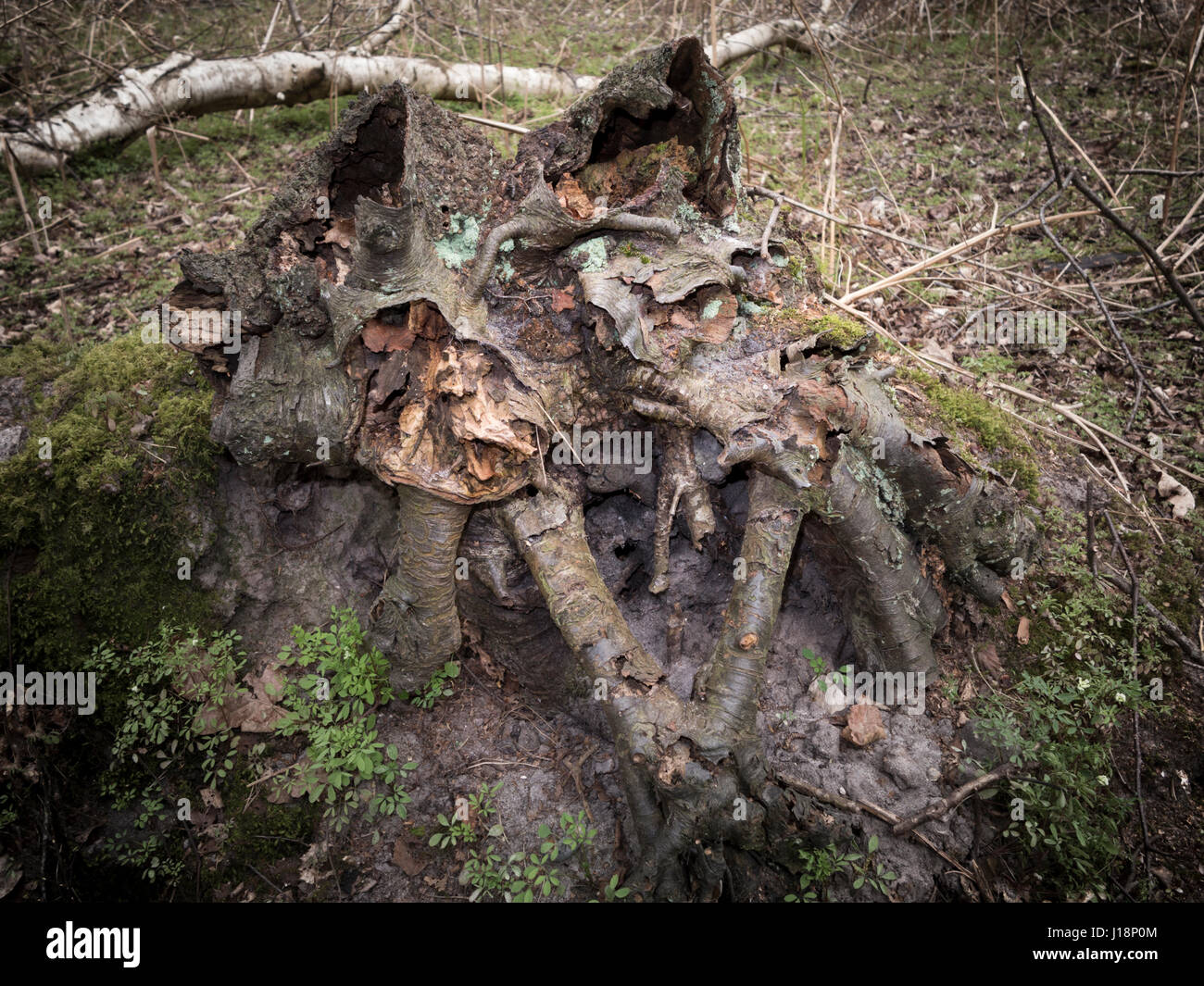 Toter Baumwurzeln im alten Wald ausgesetzt Stockfoto
