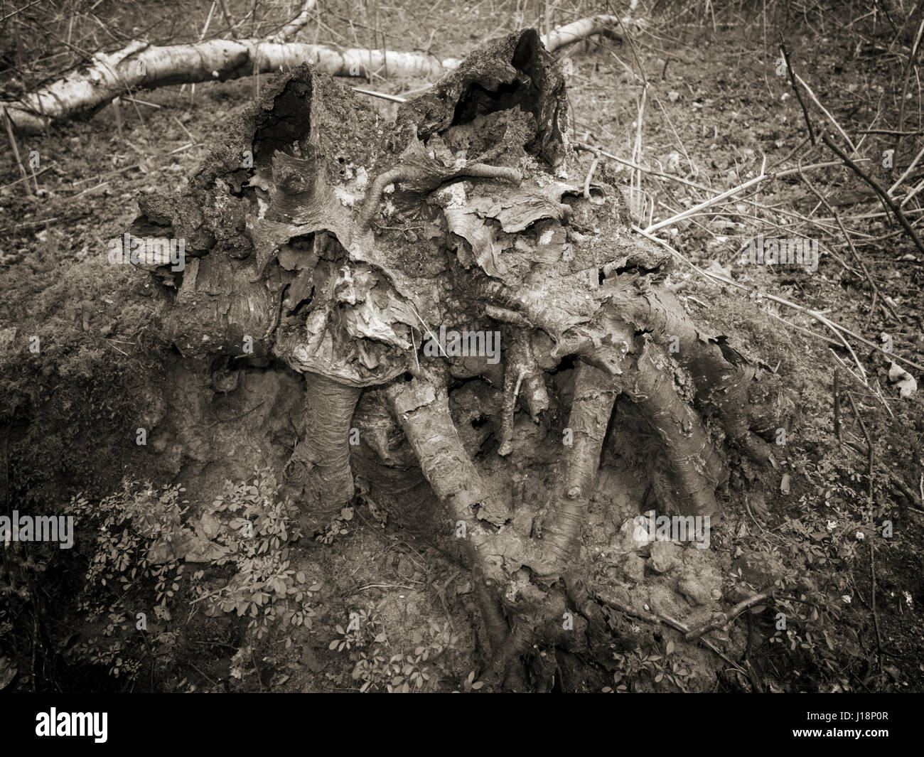 Toter Baumwurzeln im alten Wald ausgesetzt Stockfoto