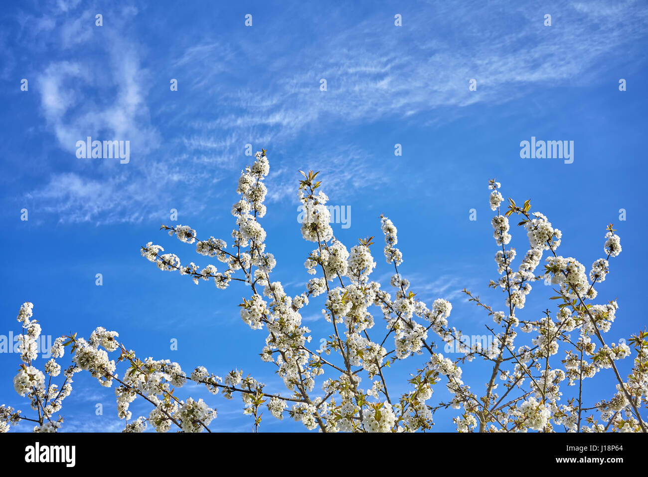 Weiße Kirschblüten, Blumen gegen blauen Himmel, selektiven Fokus. Stockfoto