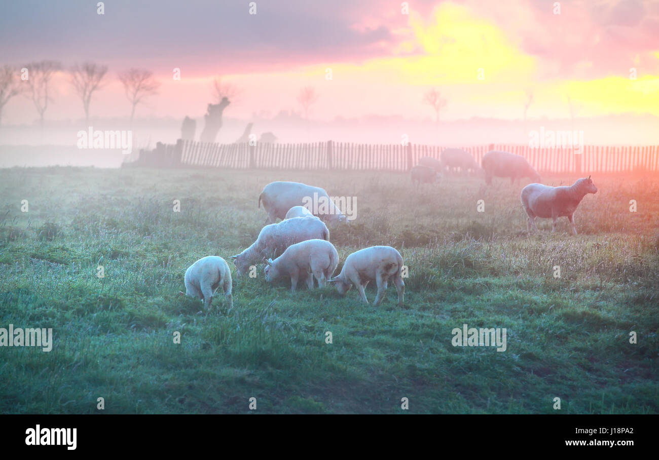 Schafe und Lämmer grasen auf der Weide bei Sonnenaufgang, Holland Stockfoto
