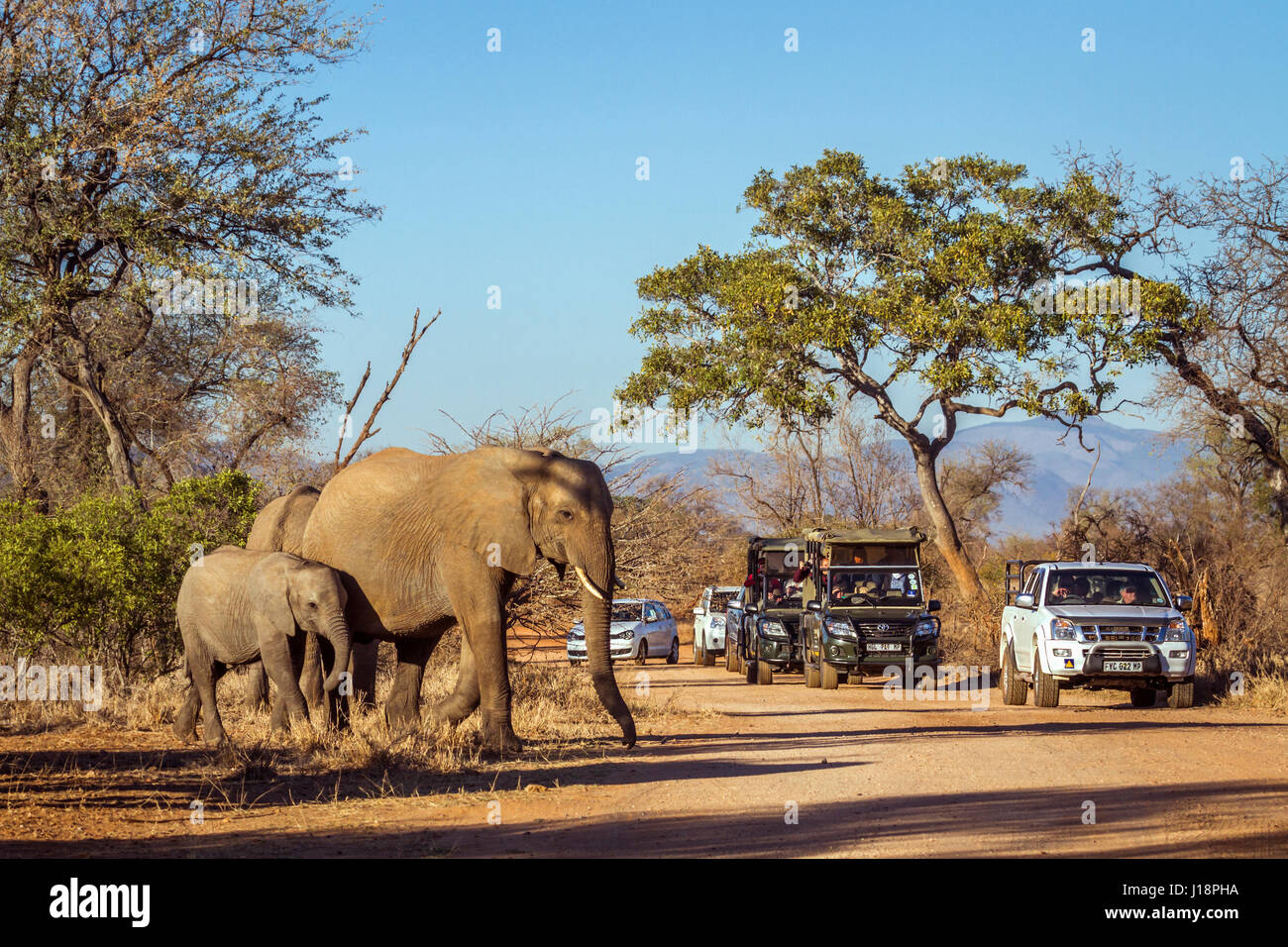Afrikanischen Busch Elefanten im Krüger Nationalpark, Südafrika; Specie Loxodonta africana Familie der Elephantidae Stockfoto