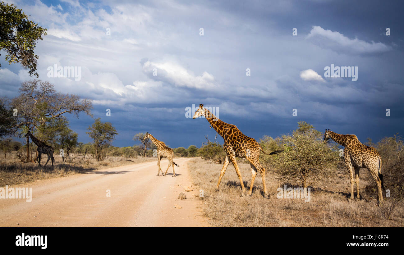 Giraffe im Krüger-Nationalpark, Südafrika; Specie Giraffa Plancius Familie Giraffidae Stockfoto