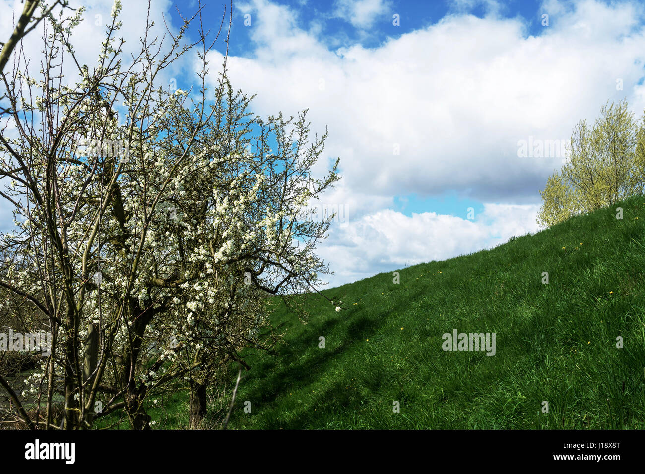 Blühende Kirschbäume am Deich in Altes Land, Deutschland, die größte zusammenhängende Obst-produzierenden Region in Mitteleuropa Stockfoto