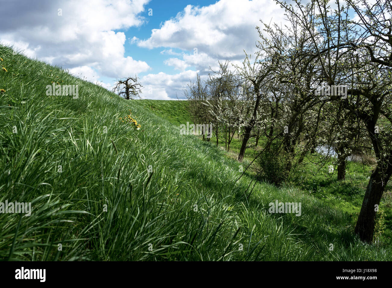 Blühende Kirschbäume an einem kleinen Bach in Altes Land, Deutschland, die größte zusammenhängende Obst-produzierenden Region in Mitteleuropa Stockfoto