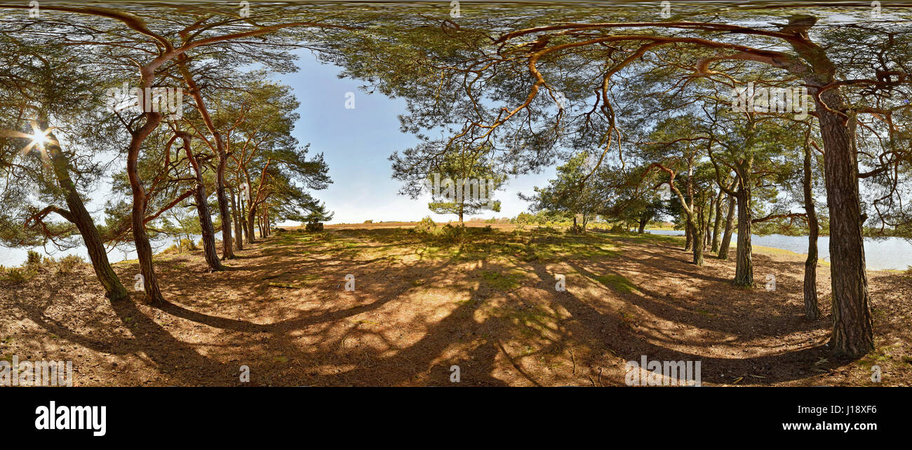 360 º sphärischen Panorama-Bild von Pinien neben Beil Teich New Forest National Park England Stockfoto