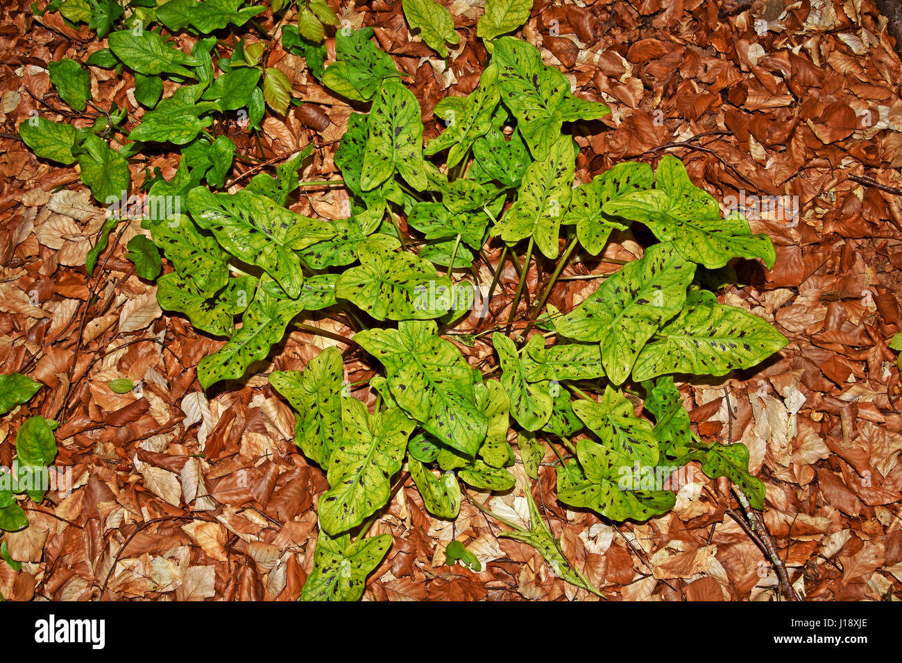 Lords und Ladies Pflanze (Arum Maculatum) auf gefallenen Buche Blättern Stockfoto