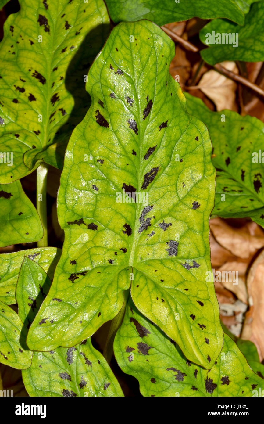 Lords und Ladies Pflanze (Arum Maculatum) Stockfoto