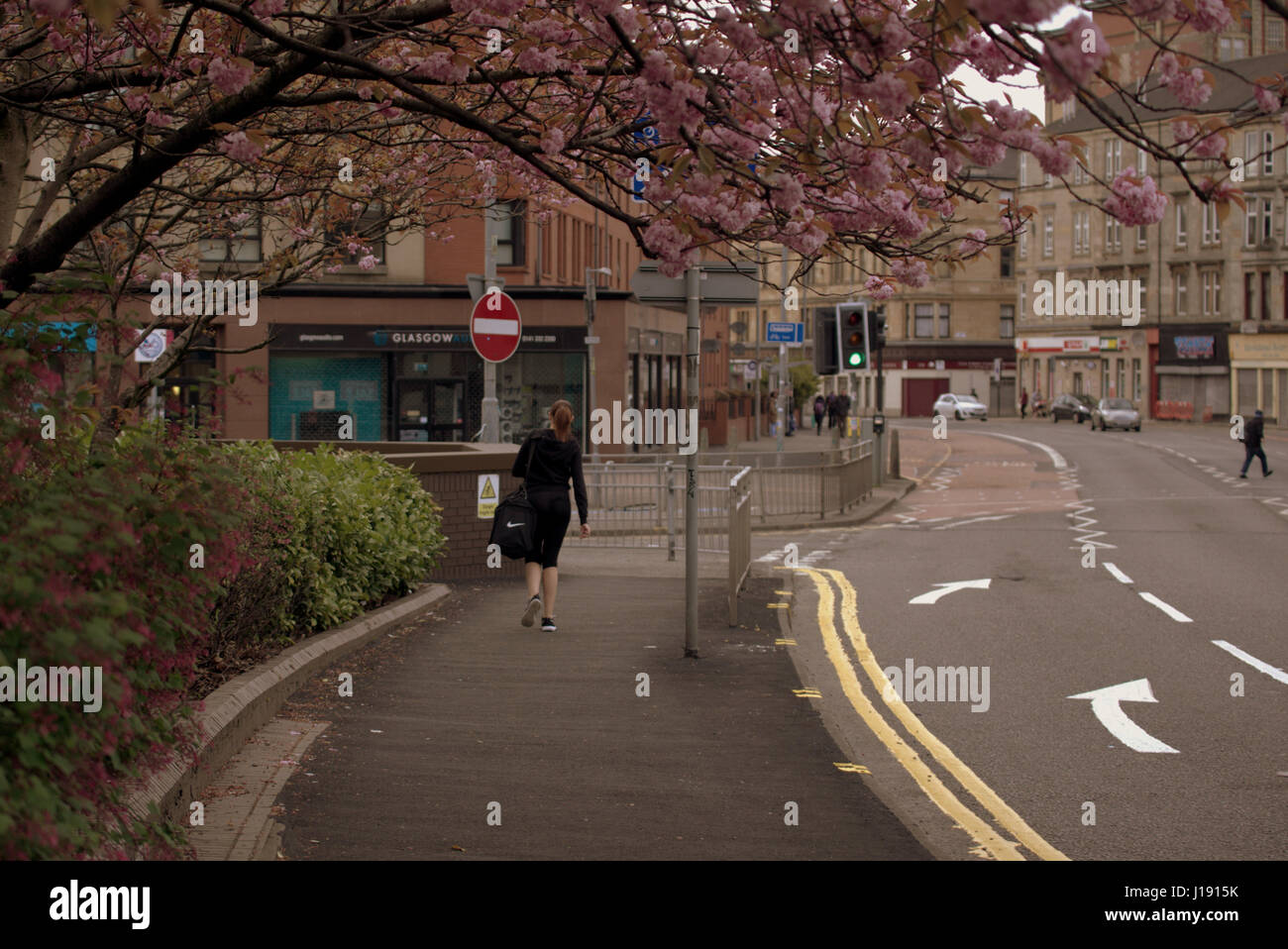 Glasgow George cross Straßenszene rosa Kirschblüte Frühling Person zu Fuß Stadtbild Stockfoto