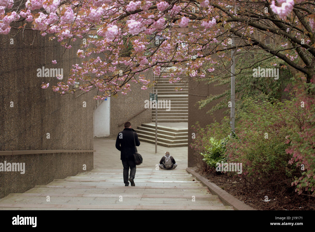 Glasgow George cross Straßenszene rosa Kirschblüte Frühling Person zu Fuß Stadtbild Stockfoto