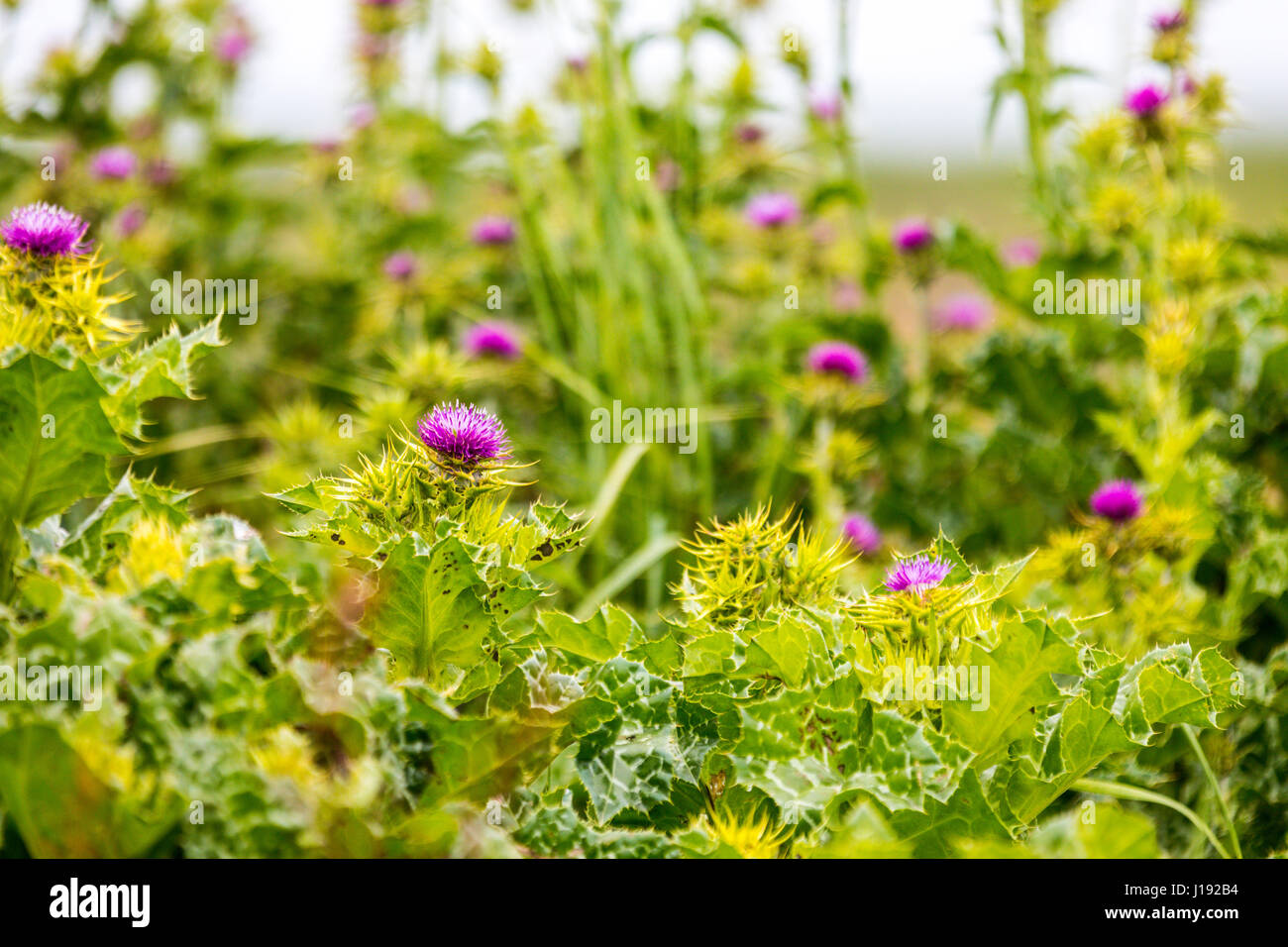 Milk Thistle (Sylibum Marianum) Pflanzen im großen Tal Wiesen State Park in der Nähe von Stevinson California Stockfoto