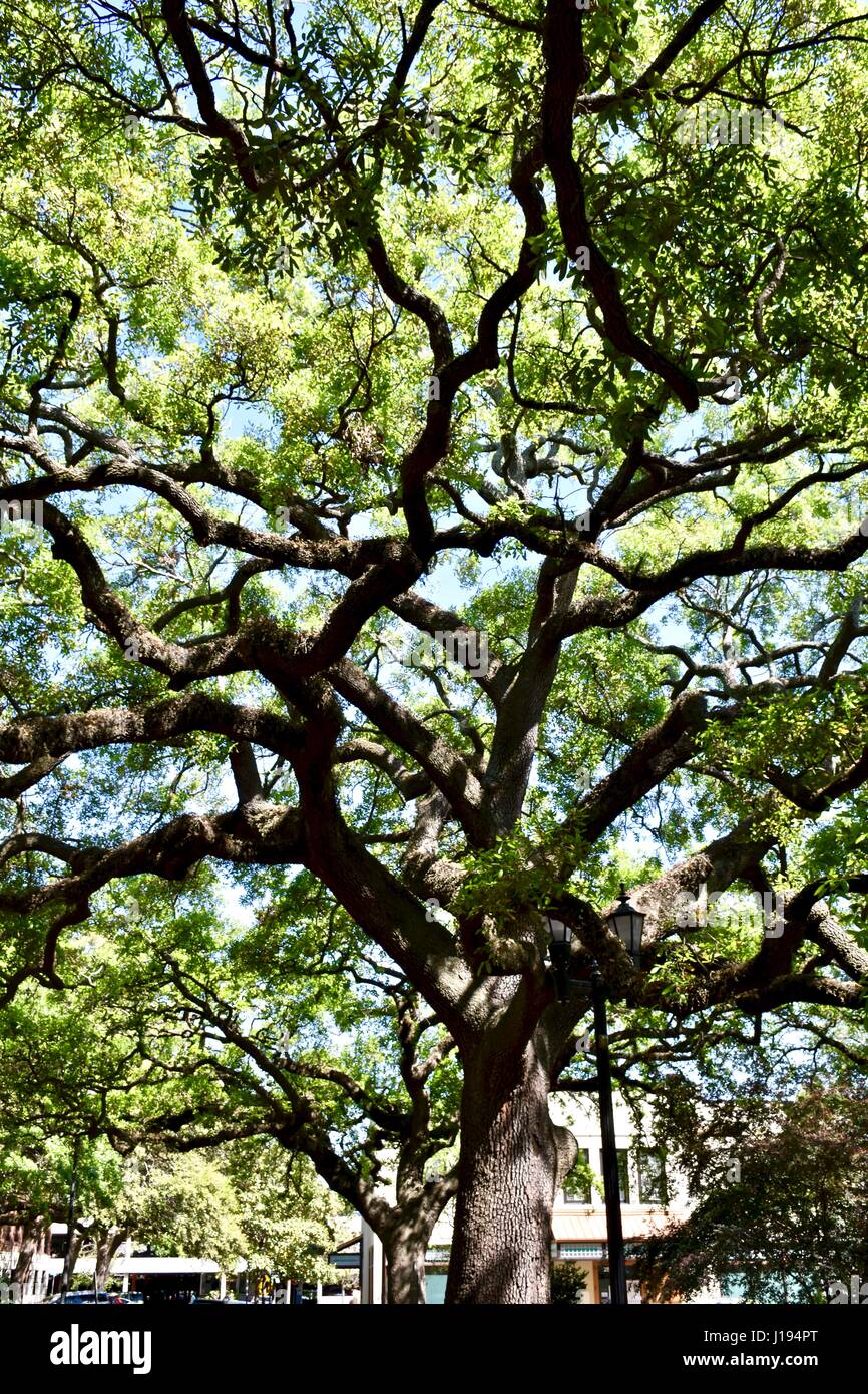 Big Oak Tree in Savannah, GA, USA Stockfoto