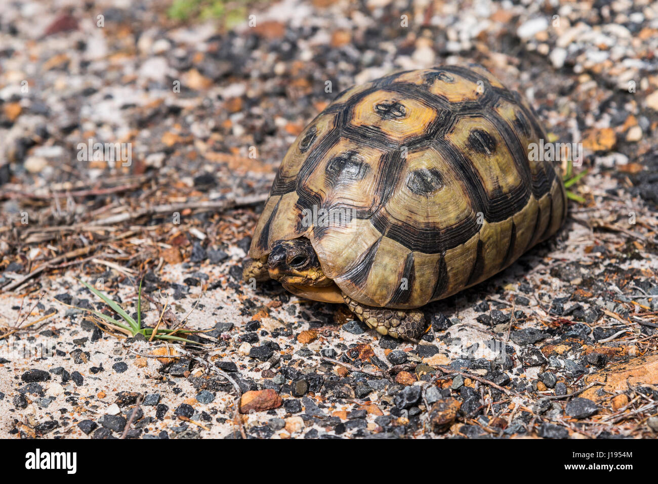 Angulate Tortoise (Chersina Angulata) mit eingezogenen Kopf, Western Cape, Südafrika Stockfoto