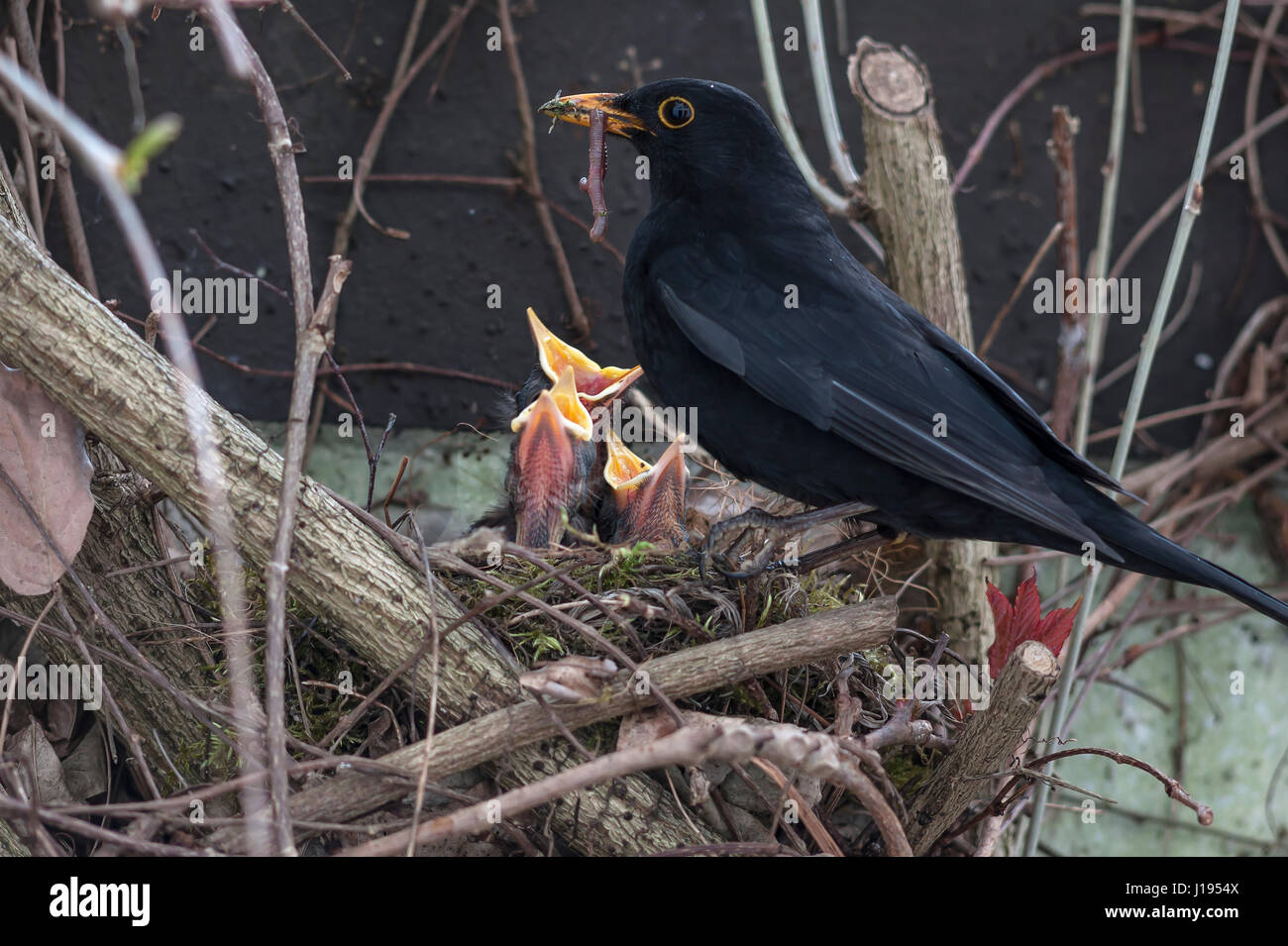 Amsel (Turdus Merula) Fütterung ihrer Jungvögel im Nest, Bayern, Deutschland Stockfoto