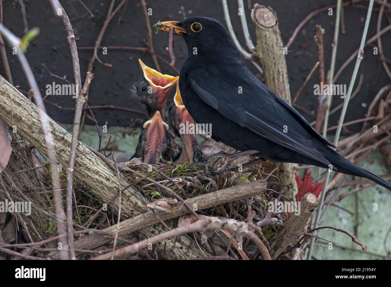 Amsel (Turdus Merula) Fütterung ihrer Jungvögel im Nest, Bayern, Deutschland Stockfoto