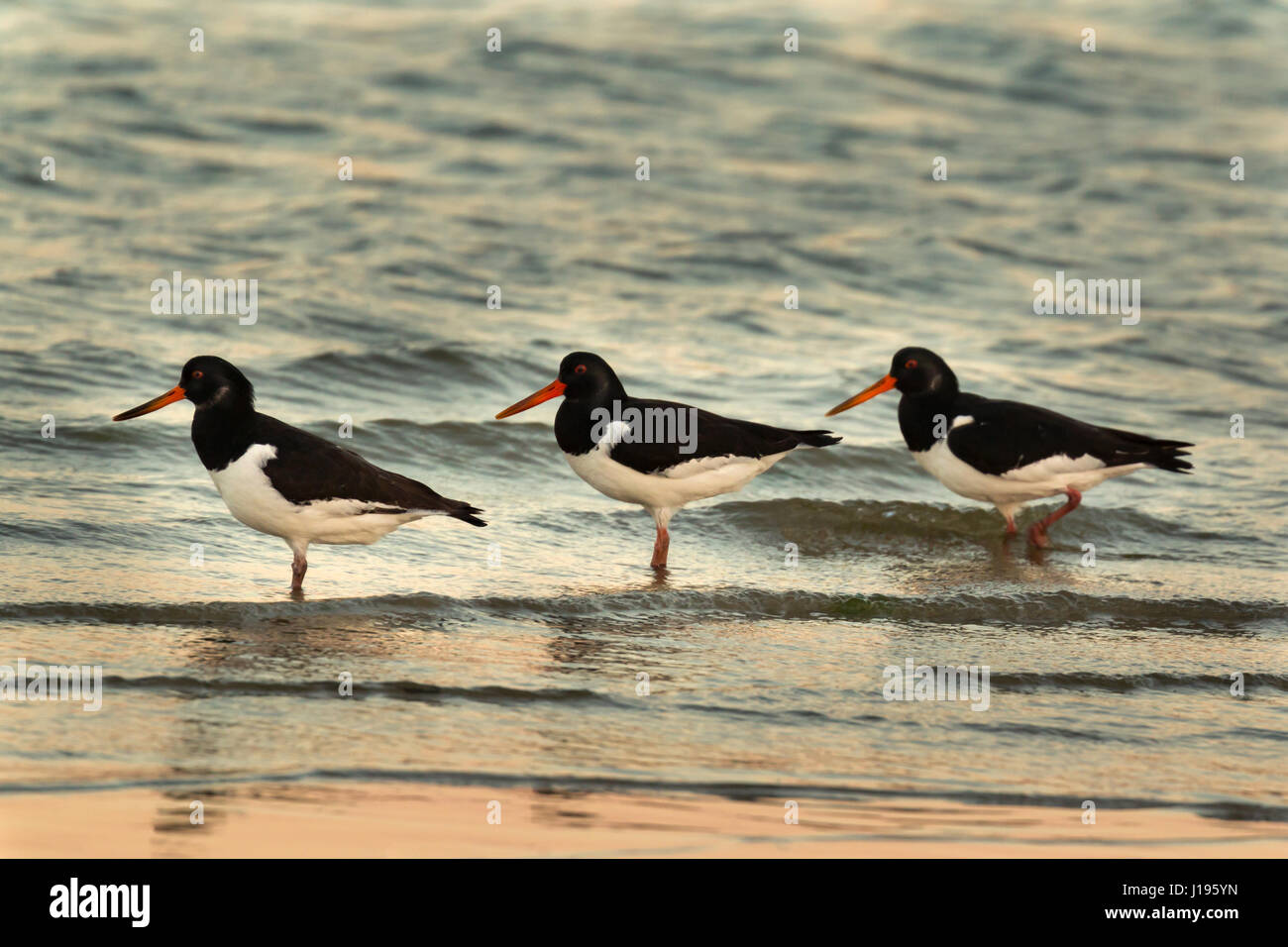 Drei Oyster Catcher in der Küste während des Sonnenuntergangs Stockfoto