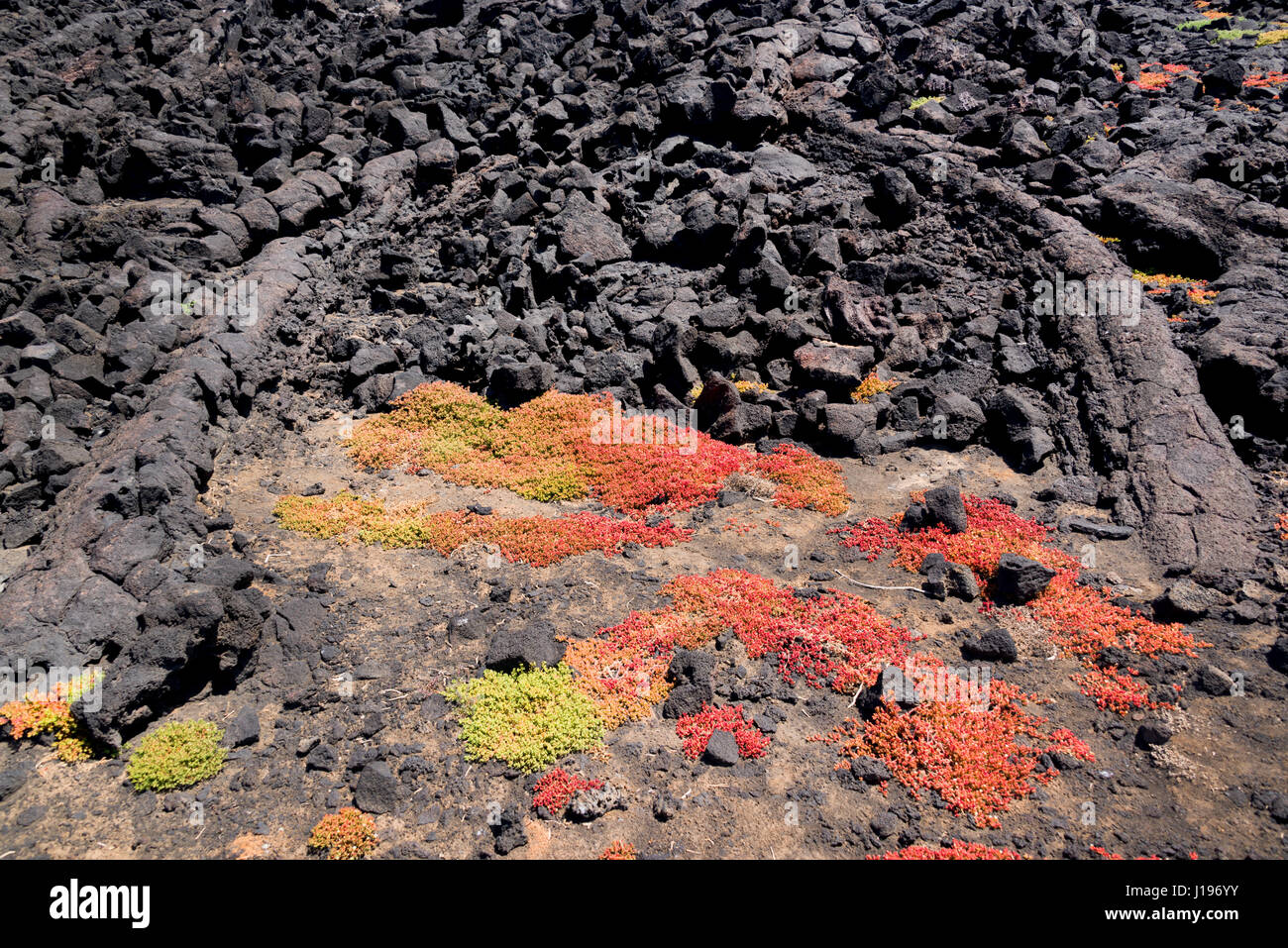 Grüne und rote sukkulenten Pflanzen wachsen in den Felsen von Lava in den Nationalpark von Lanzarote, Kanarische Inseln, Spanien Stockfoto