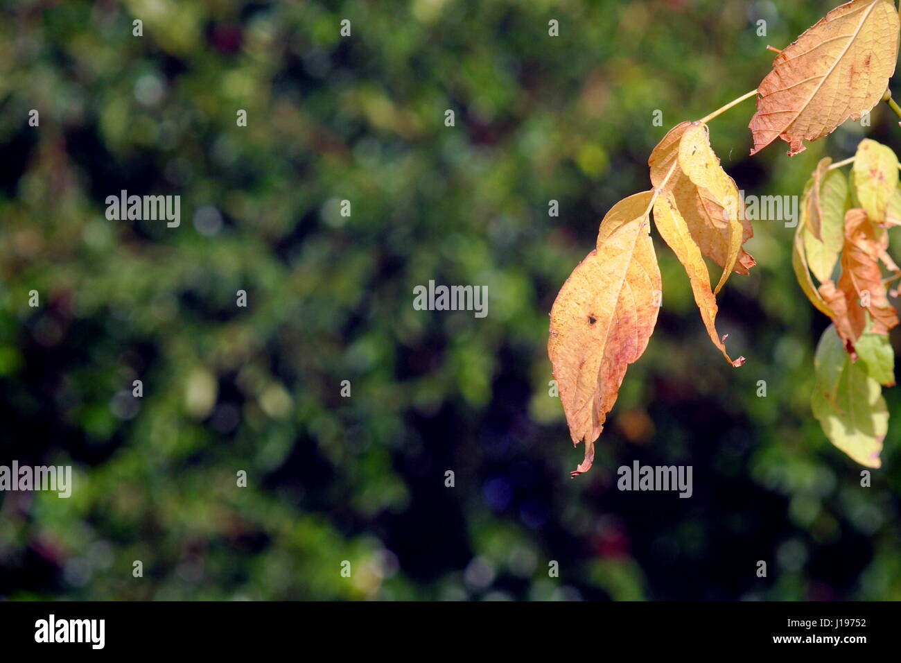 Englische Platane Blätter im Herbst Stockfoto