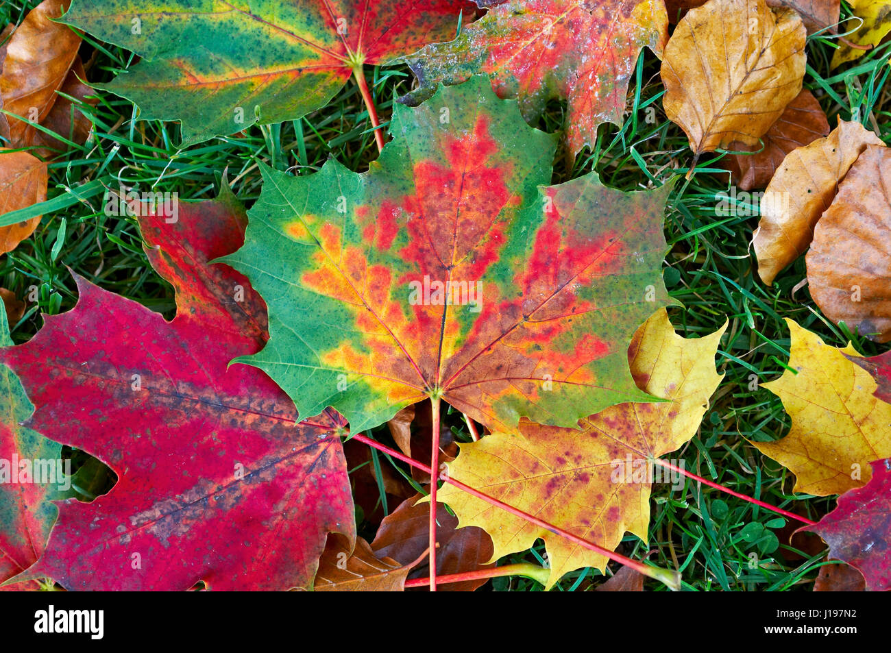 Nahaufnahme von bunten Herbst Laub der Platane Stockfoto