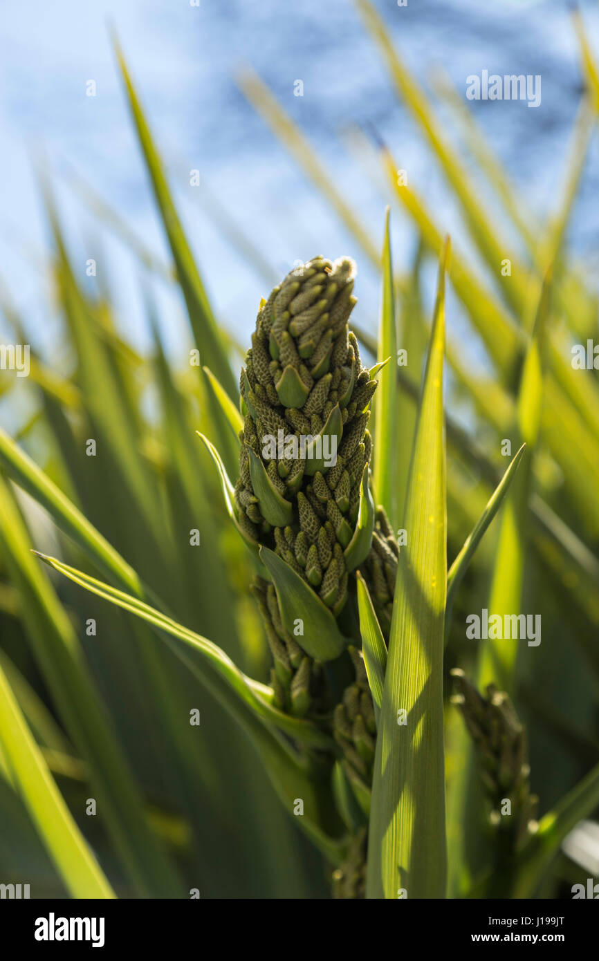 Blüte auf eine Cordyline Australis, allgemein bekannt als die Kohl-Baum, Kohl-Palme oder Tī-Kōuka, Stockfoto