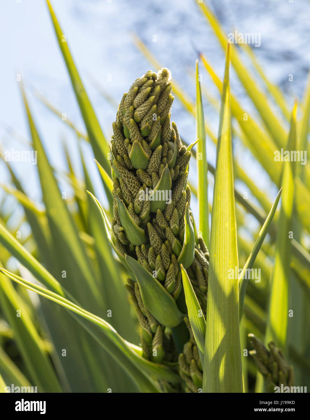 Blüte auf eine Cordyline Australis, allgemein bekannt als die Kohl-Baum, Kohl-Palme oder Tī-Kōuka, Stockfoto
