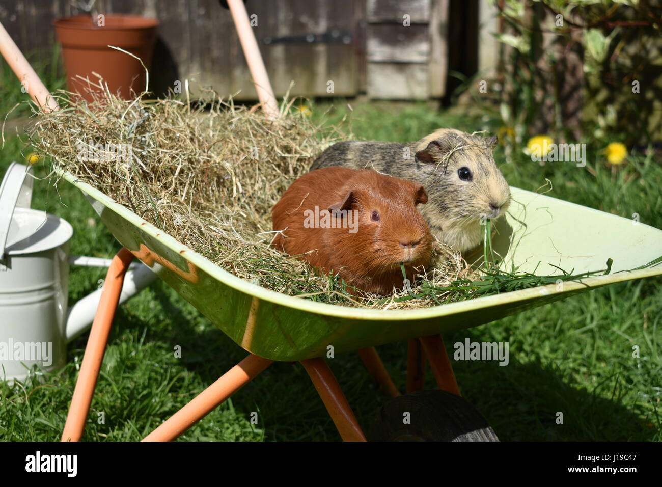 Meerschweinchen in einen Spielzeug-Schubkarren Essen grass Stockfotografie  - Alamy