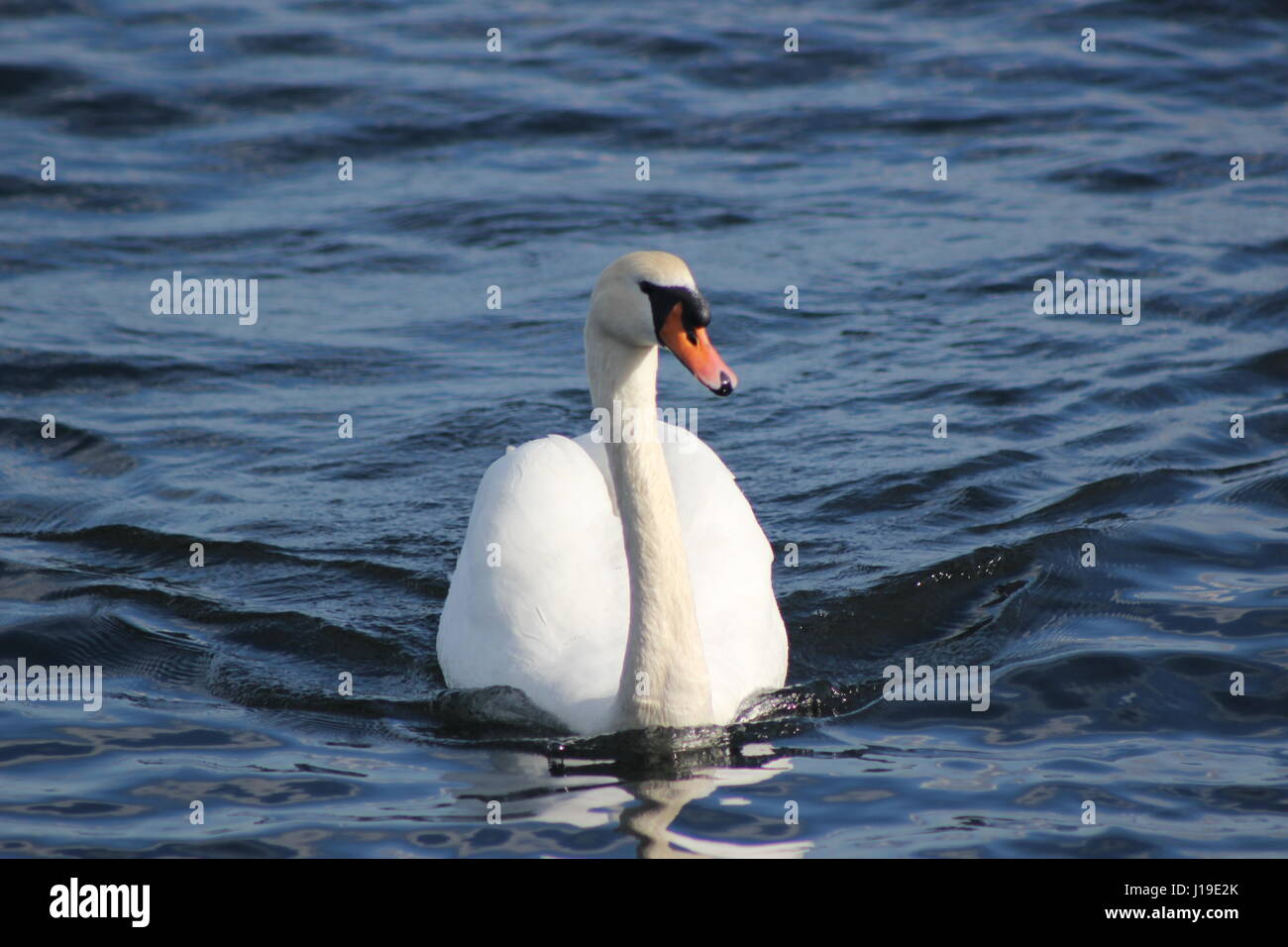 Langer Hals Ente Stockfoto