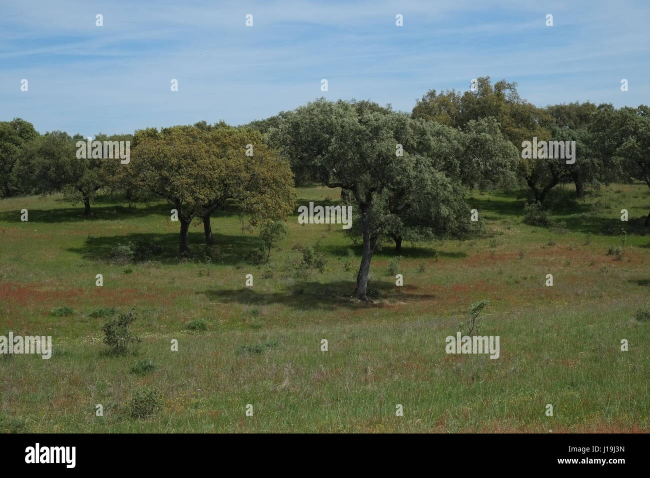 Felder des Alentejo. Portugal Stockfoto