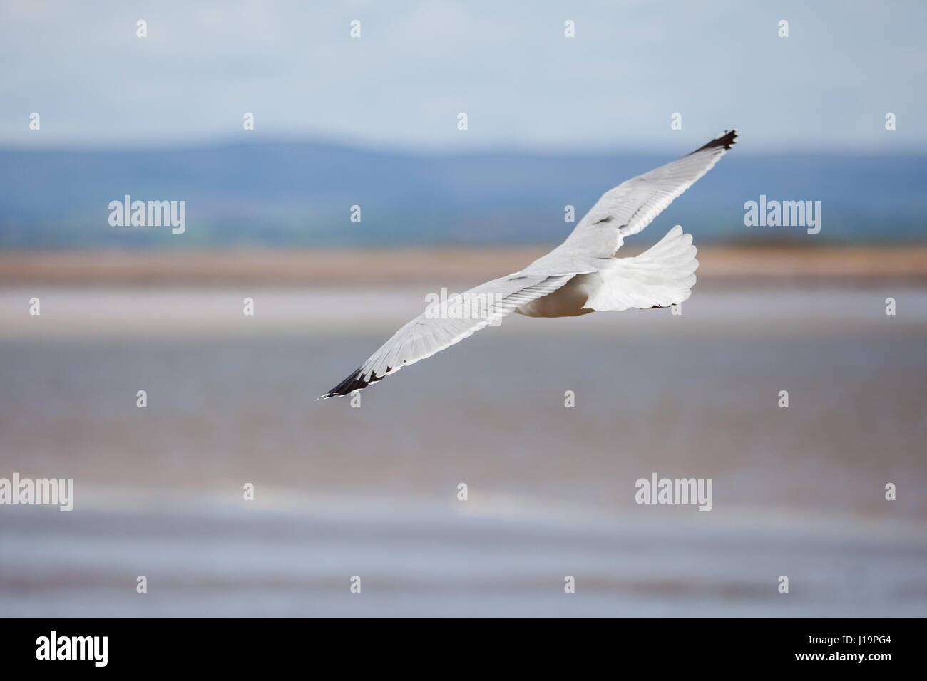 Fliegende Möwe Stockfoto