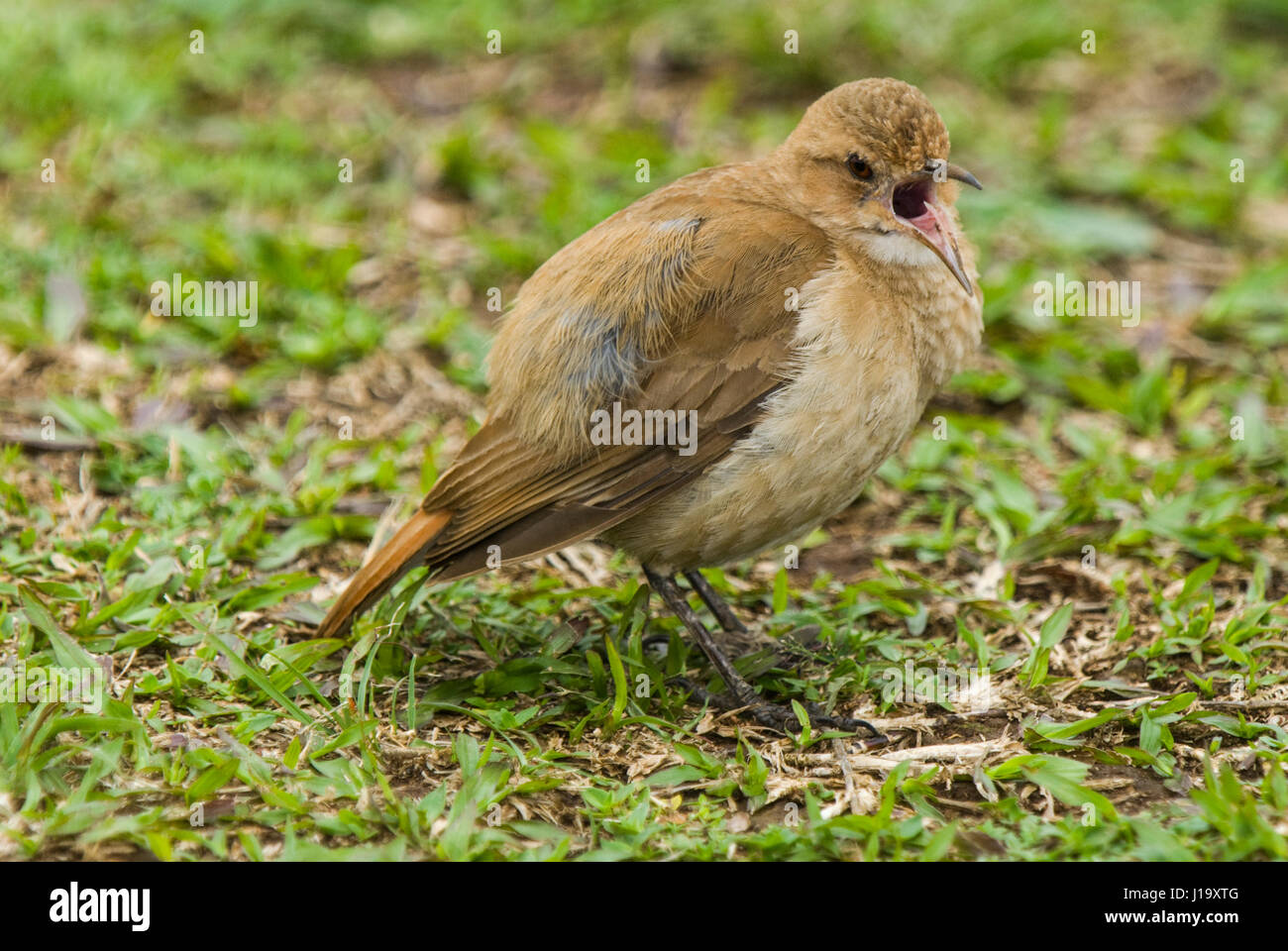 Ein Rufous Hornero (Furnarius Rufus) oder Ovenbird, stehen auf kurzen Rasen und aufrufen Stockfoto
