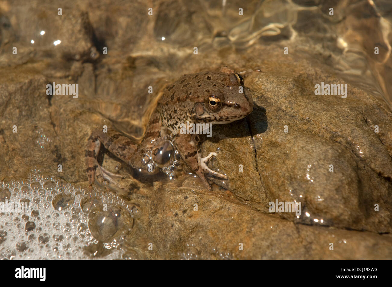 Levante Wasser Frosch (außer Bedriagae), ehemals Rana b., hielt sich an einem Felsen in einem See Stockfoto