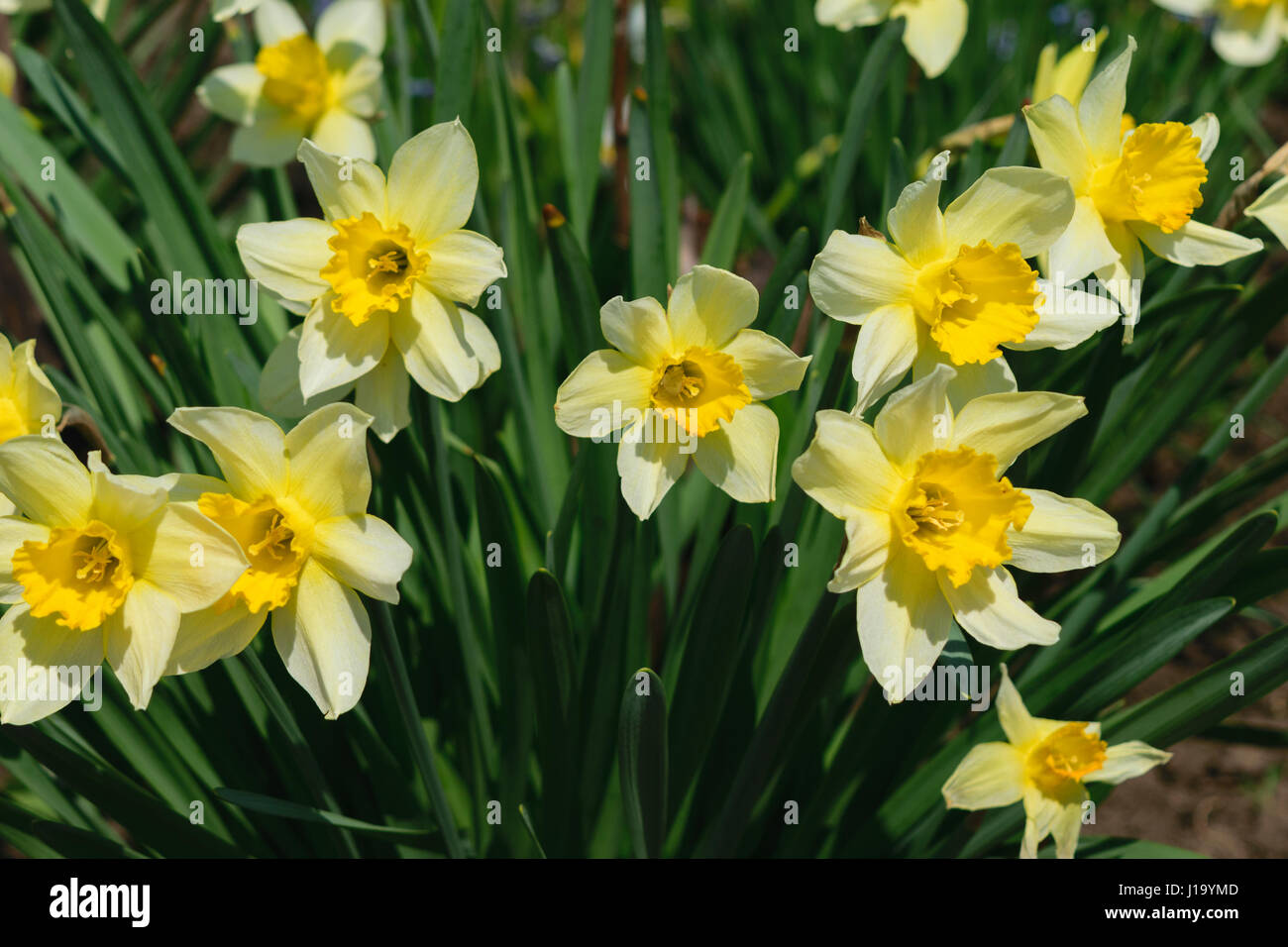 Gruppe von Narcissus Pseudonarcissus gemeinhin als wilde Narzisse oder Fastenzeit Lilie Stockfoto