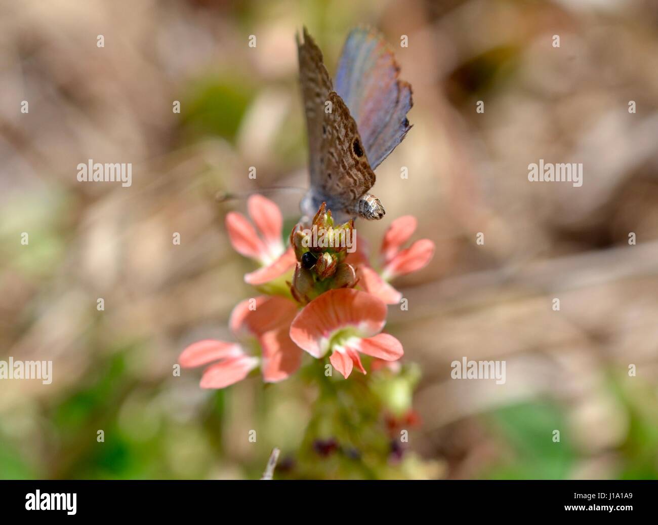 Schmetterling auf Anlage Stockfoto