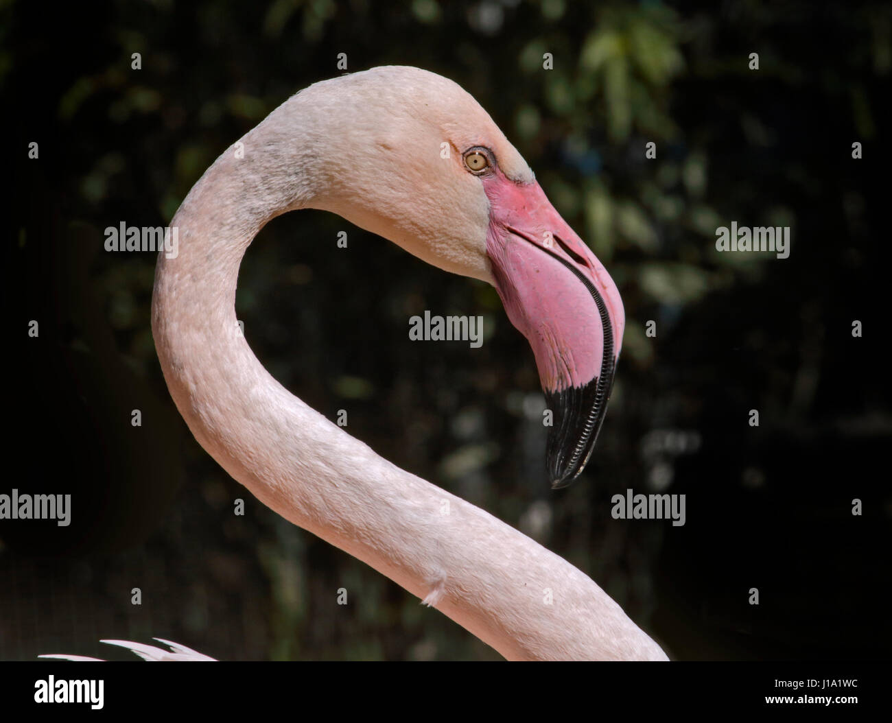 Rosaflamingo (Phoenicopterus Roseus) Stockfoto