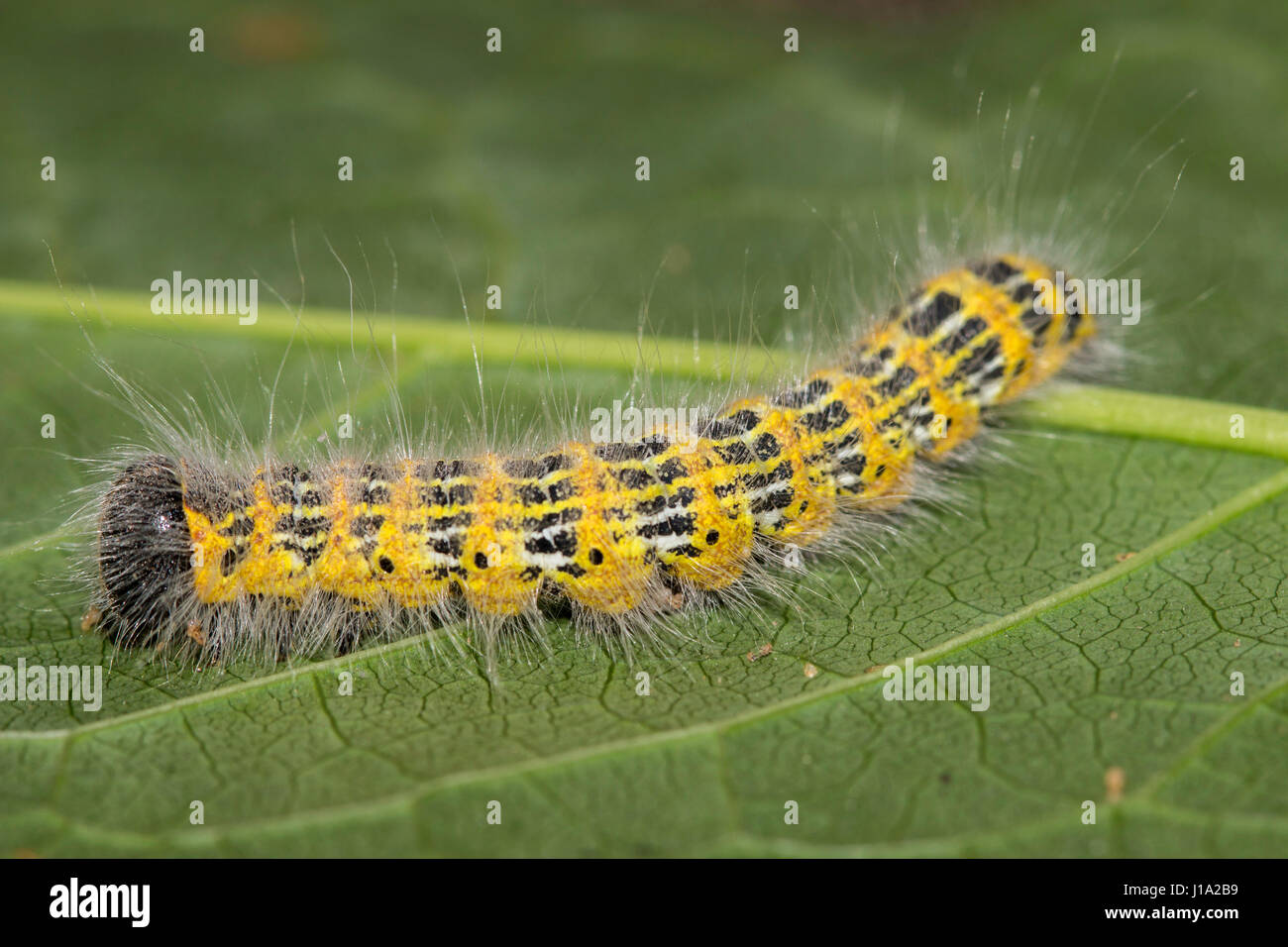 Buff-Tip Caterpillar - Phalera Bucephala (Linnaeus, 1758) Stockfoto