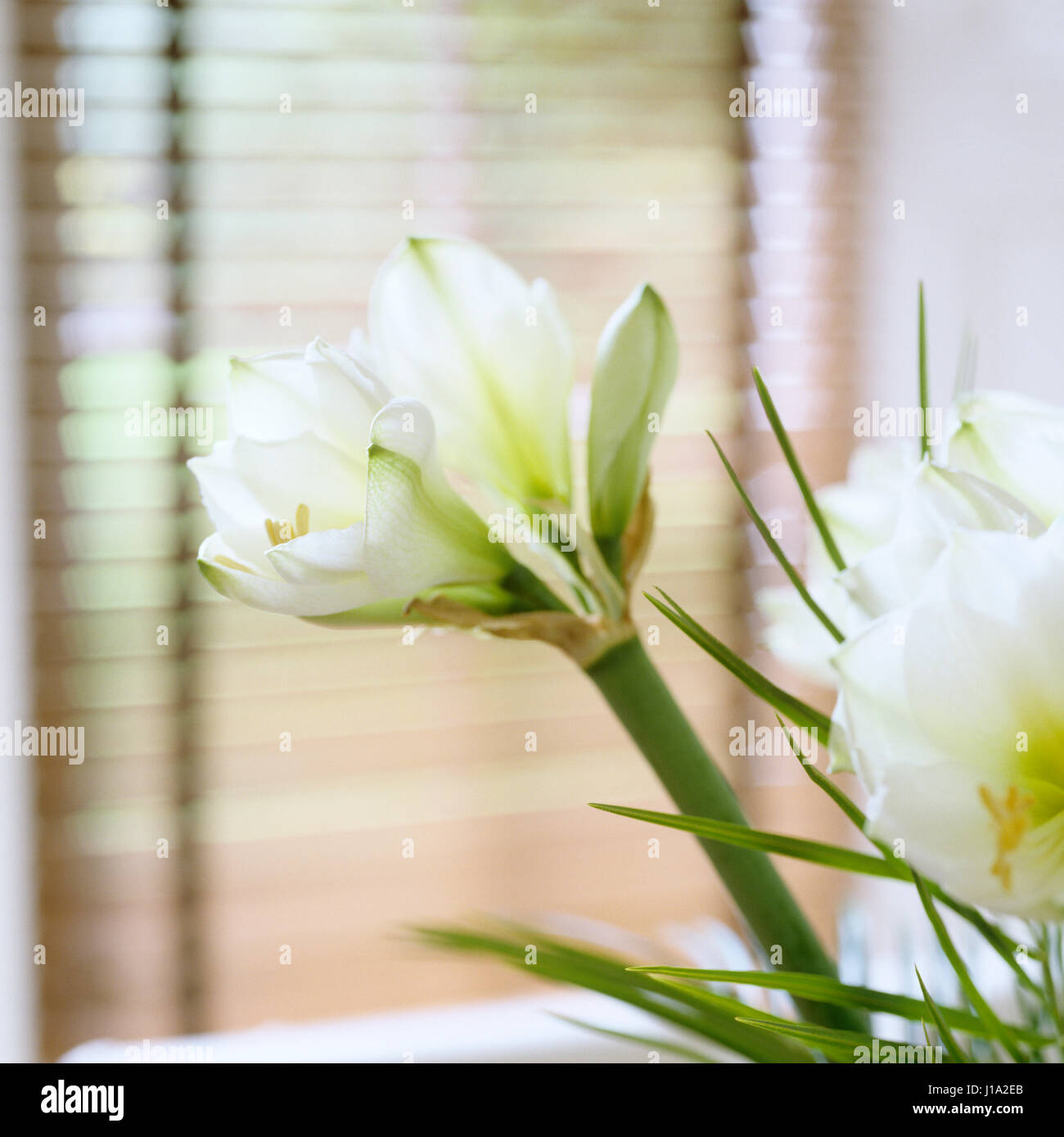 Nahaufnahme von weißen Blüten. Stockfoto