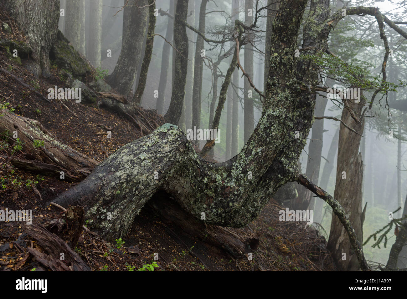 Gebogene Araucaria Baum in den nebligen Wald des Nationalparks Villarrica Stockfoto