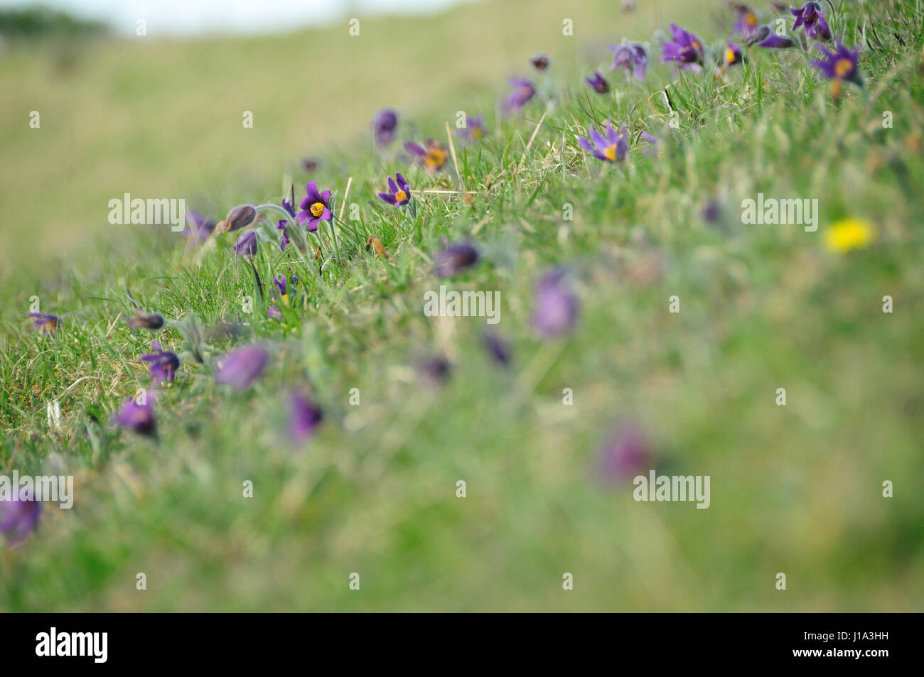 Küchenschelle Naturschutzgebiet, Gloucestershire Stockfoto