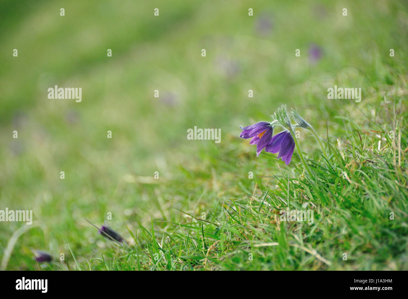 Küchenschelle Naturschutzgebiet, Gloucestershire Stockfoto