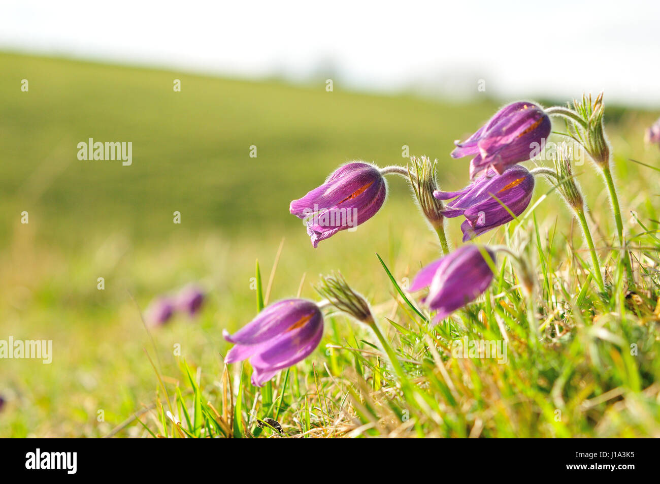 Küchenschelle Naturschutzgebiet, Gloucestershire Stockfoto