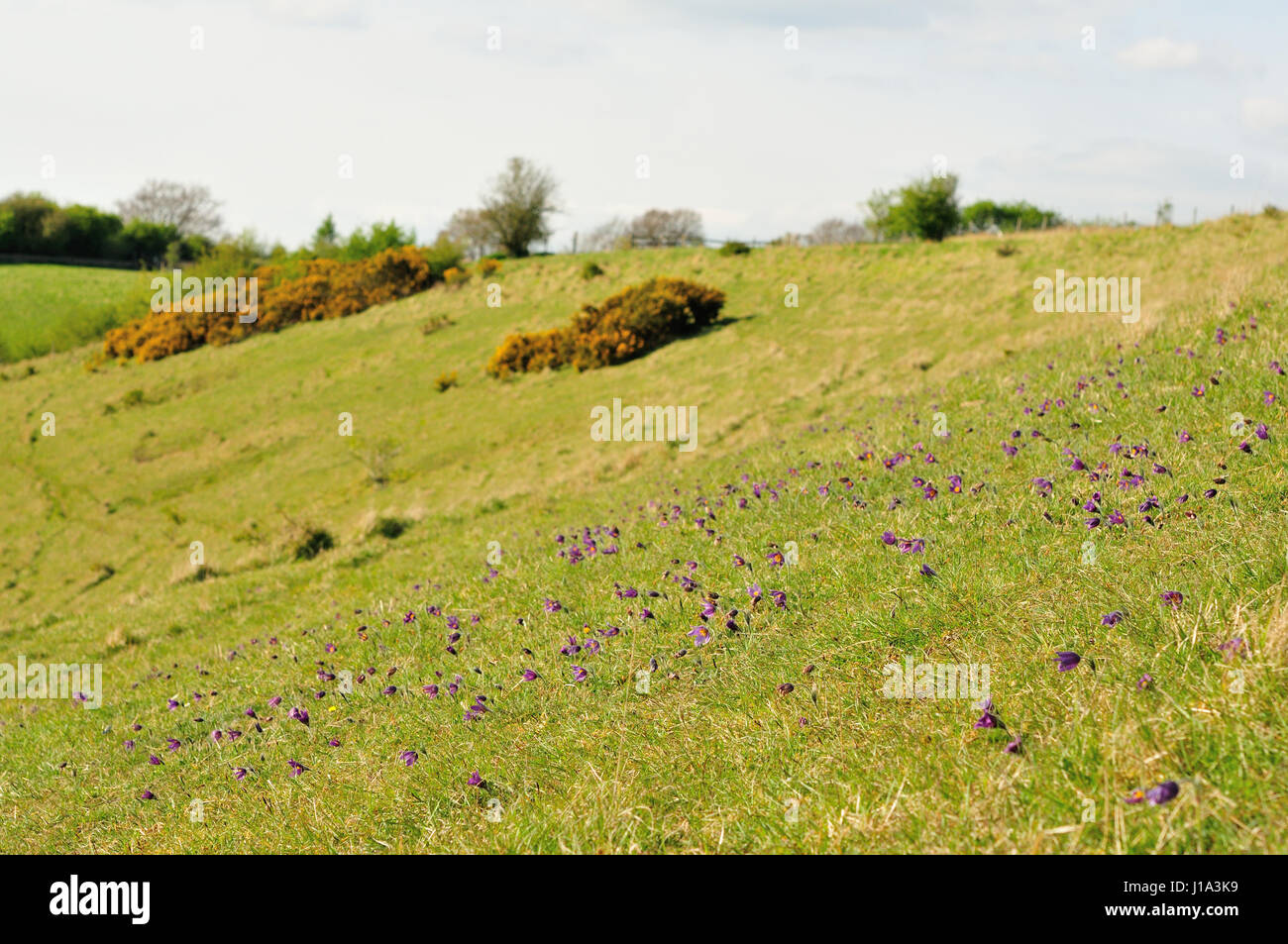 Küchenschelle Naturschutzgebiet, Gloucestershire Stockfoto