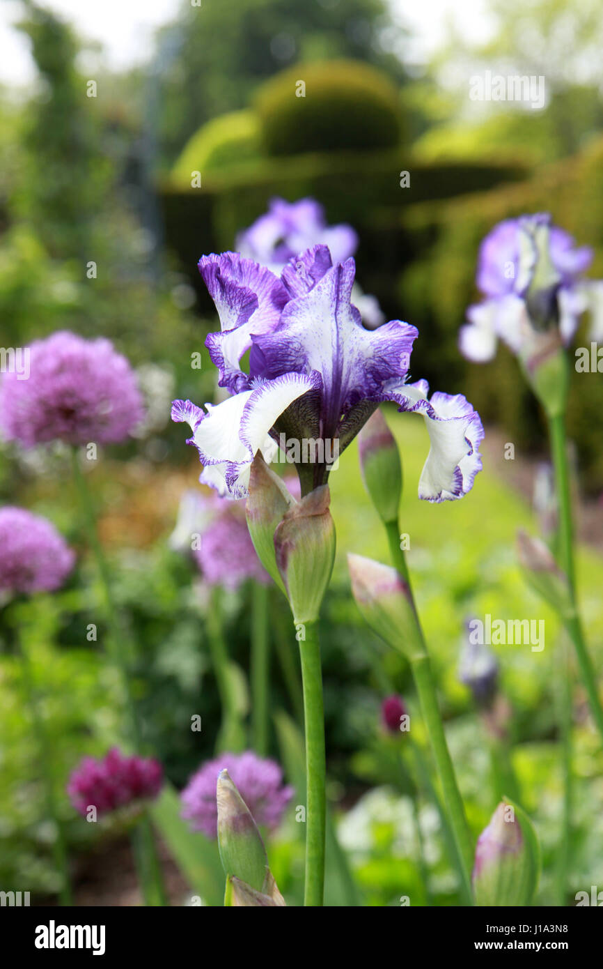 Iris, Hatfield House, Hertfordshire, UK Stockfoto