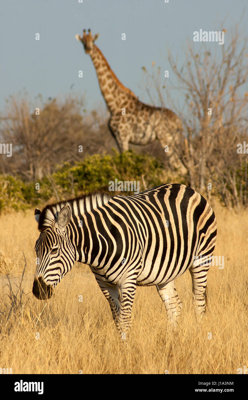 Zebras und Giraffen in Central Kalahari Game Reserve, Botswana Stockfoto
