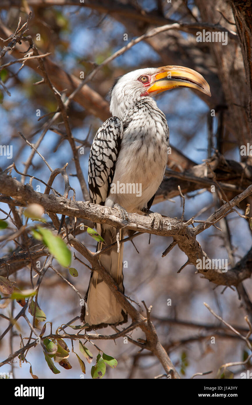 Gelb-billed Hornbill im Central Kalahari Game Reserve in Botswana Stockfoto