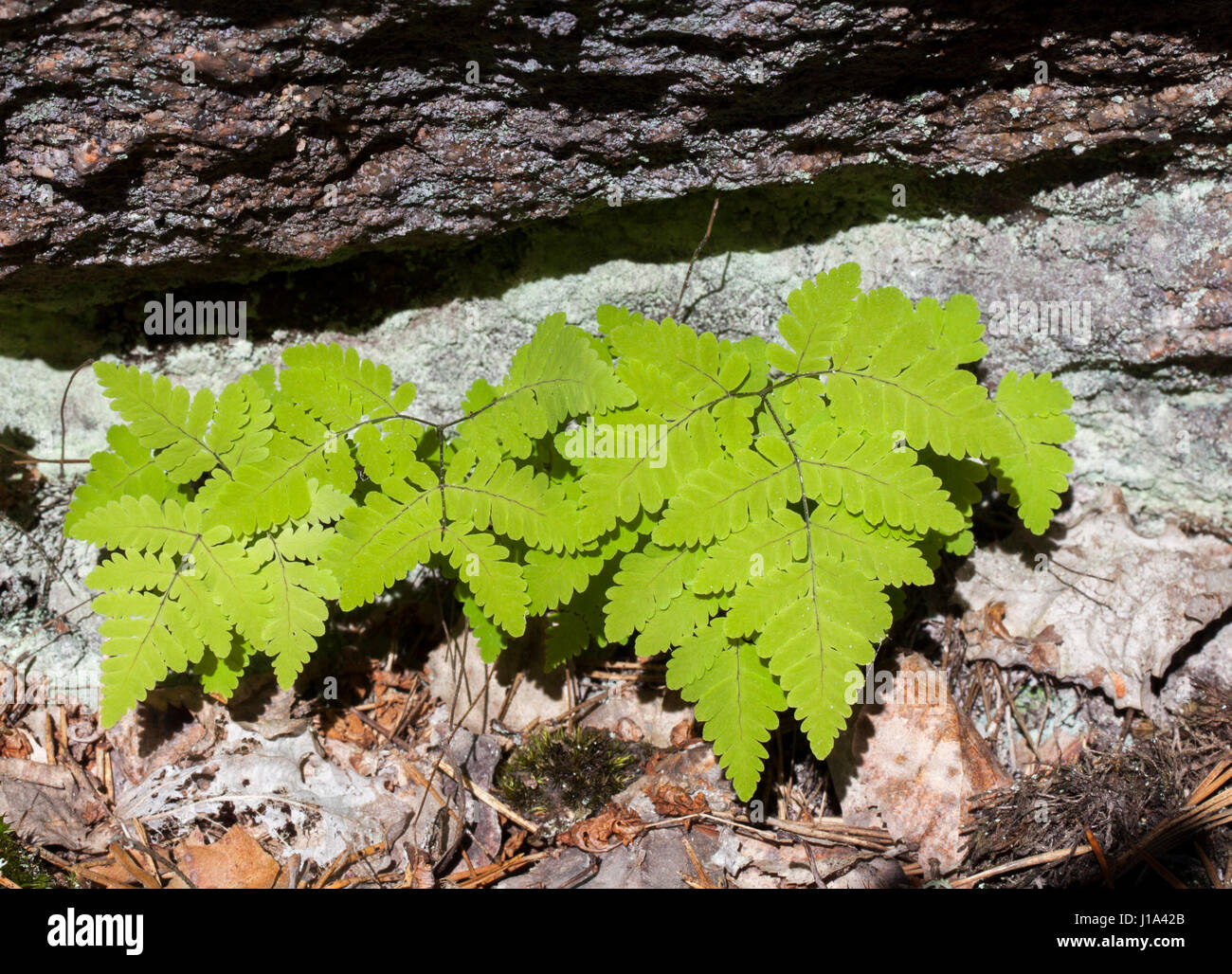 Eiche Farn Blätter (Dryopteris Linnaeana) Stockfoto