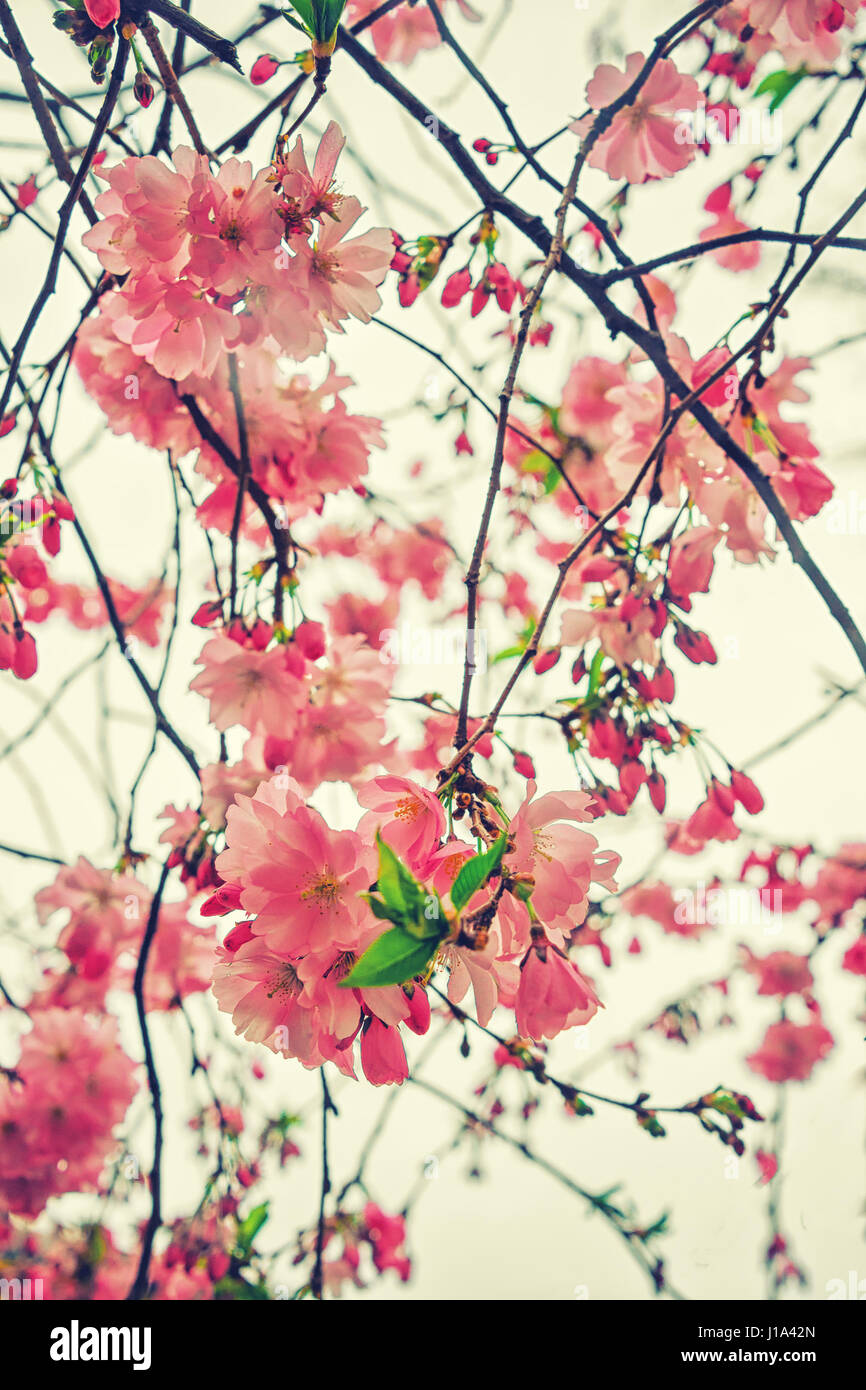 Schone Bluhende Japanische Kirsche Sakura Blumen An Einem